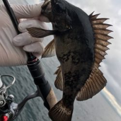 デイアジメバ‼︎(釣行 其の八)