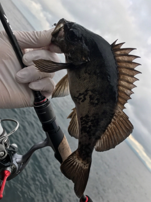 デイアジメバ‼︎(釣行 其の八)