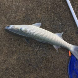 まさかのボラ！