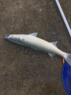 まさかのボラ！