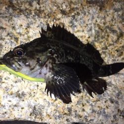 極寒メバリング