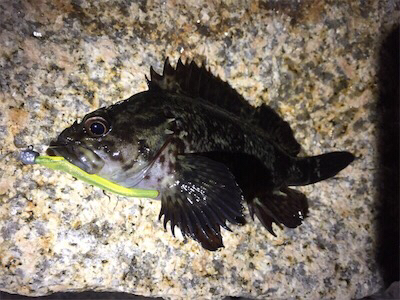 極寒メバリング