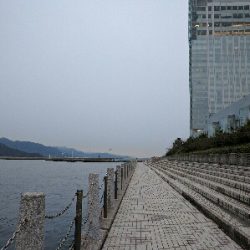 気温低下でややシブ目…プリンス裏のメバリング