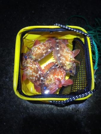 メバル狙いが！！