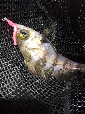 良型メバル好調