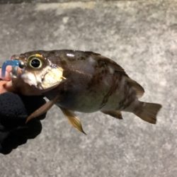 久しぶりのアジ！