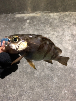 久しぶりのアジ！