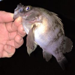 フロートリグでメバリング