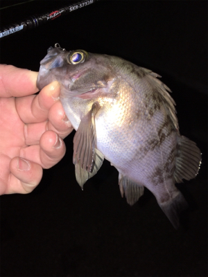 フロートリグでメバリング