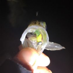 泉南メバリング