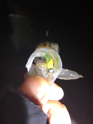 泉南メバリング