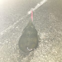 好条件の中今年の初イカを求めて