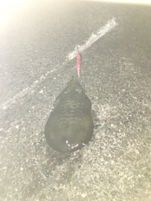 好条件の中今年の初イカを求めて