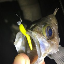 大潮満月ド干潮