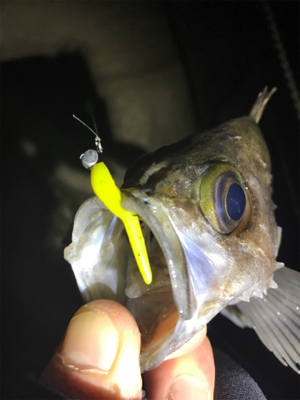 大潮満月ド干潮