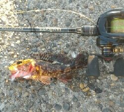 ナイトは寒すぎ！！そんな時はデイメバル！！