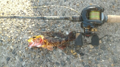 ナイトは寒すぎ！！そんな時はデイメバル！！…