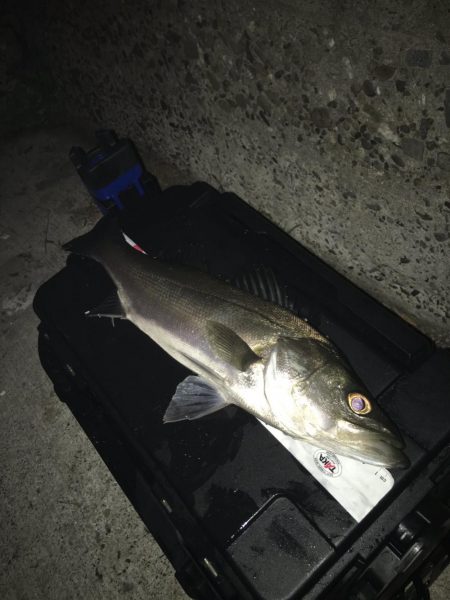 メバリングのはずが