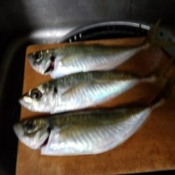 フグの攻撃！ワームが↓