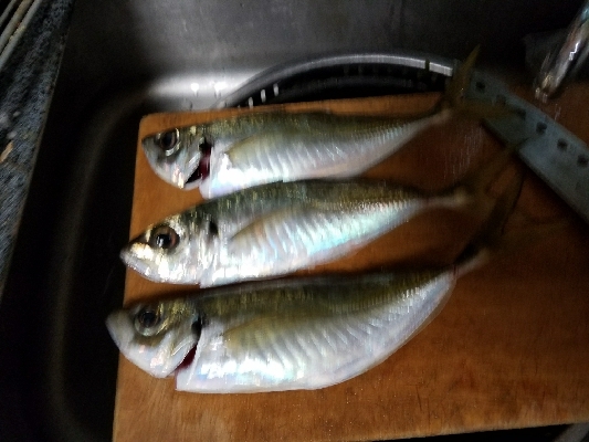 フグの攻撃！ワームが↓