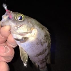 大寒波でもメバリング