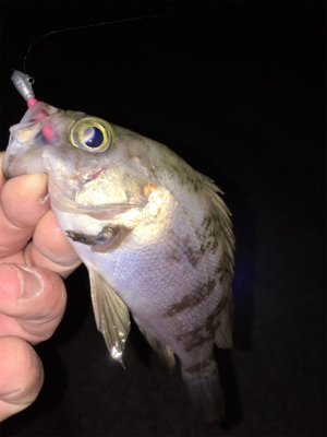大寒波でもメバリング