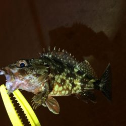 月と干潮で撃沈…からの〜