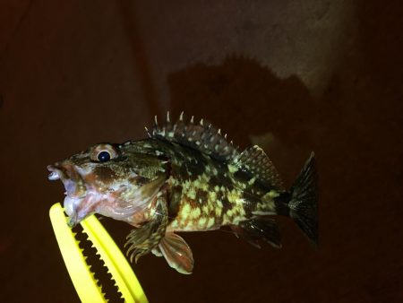 月と干潮で撃沈…からの〜