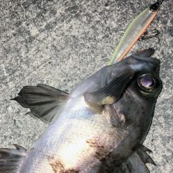 今宵もロリハンター