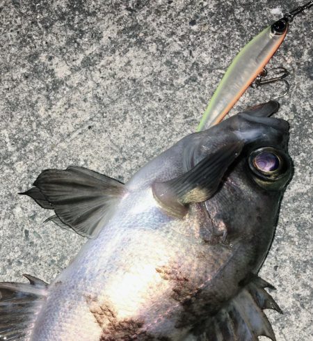 今宵もロリハンター