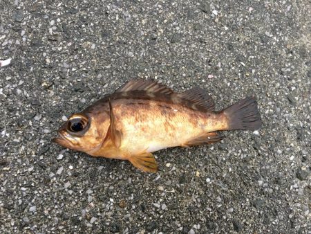 ガシングです！