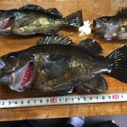 極寒のメバルリング