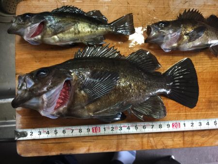 極寒のメバルリング