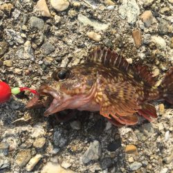 アンダースピン80を試したくて。