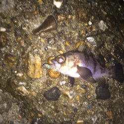 楽しいメバリング!