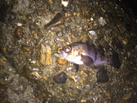 楽しいメバリング!