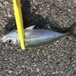 デイ・アジング