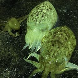 コウイカ、タコ、アイゴ