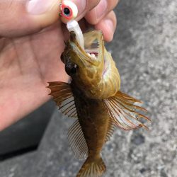 本命ではないけど、、、