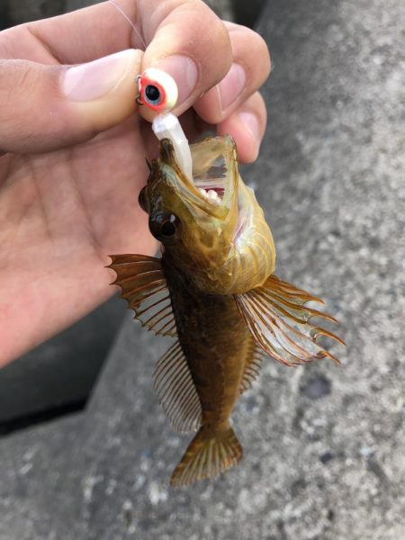 本命ではないけど、、、