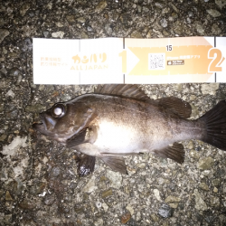 尺クラスが掛るも…