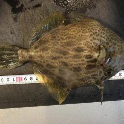 カワハギ デカ！