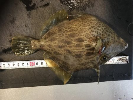 カワハギ デカ！