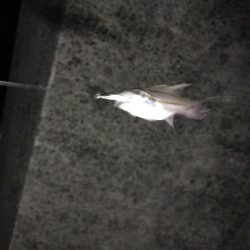 竿始めで尺メバル！