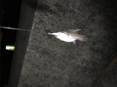 竿始めで尺メバル！