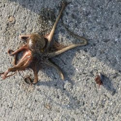 9目釣り釣り始め