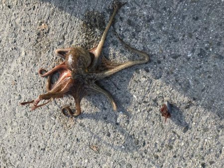 9目釣り釣り始め