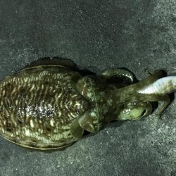 今夜もコウイカ釣り