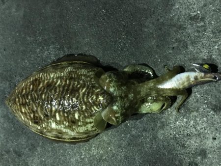 今夜もコウイカ釣り