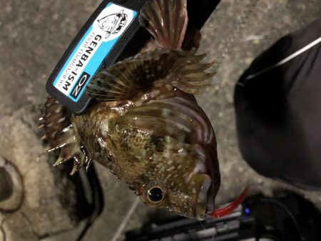 マゴバチのレッドグリゲッター間違いないです！